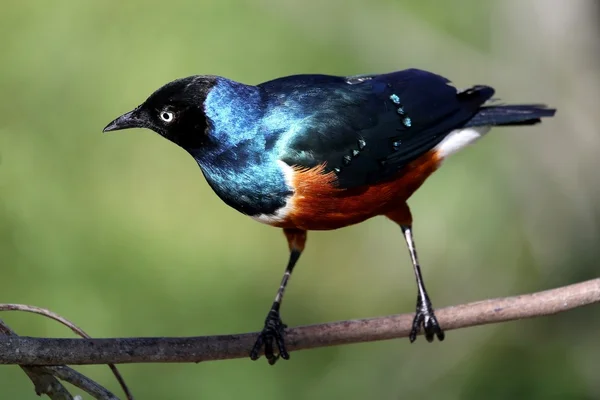 Superb Starling Bird — Stock Photo, Image