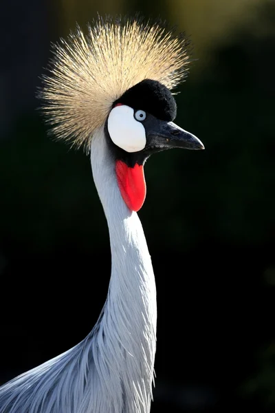Pássaro-guindaste coroado — Fotografia de Stock