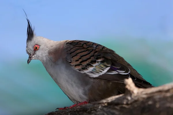 Paloma coronada pájaro — Foto de Stock