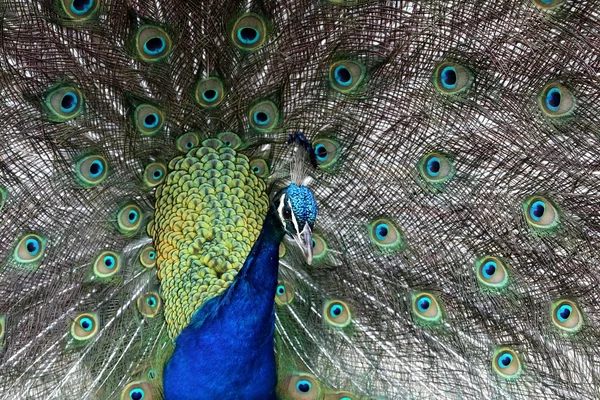 Peacock Display — Stock Photo, Image
