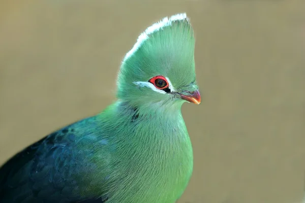 Knysna Loerie або Turaco птах — стокове фото