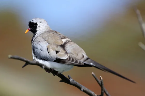Namaqua 비둘기 — 스톡 사진