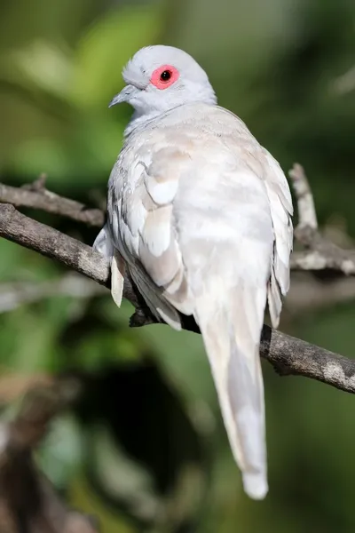 Diamond Dove Fawn — Stock Photo, Image