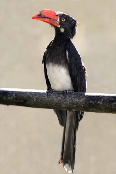 African Grey Hornbill bird — Stock Photo, Image