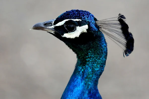 Retrato de pavo real pájaro —  Fotos de Stock
