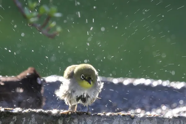 Ванна для птиц — стоковое фото