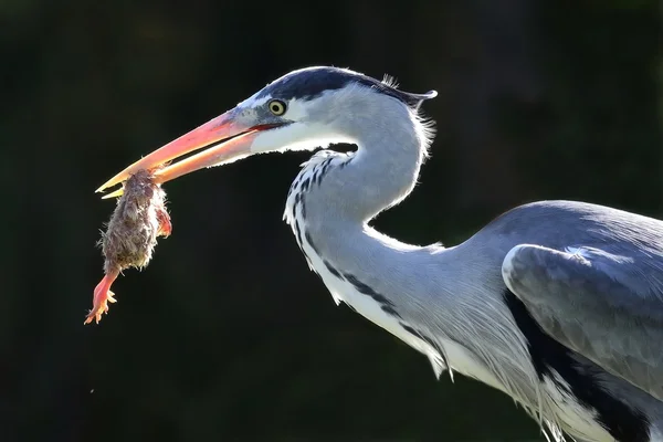 Heron ve catch — Stok fotoğraf
