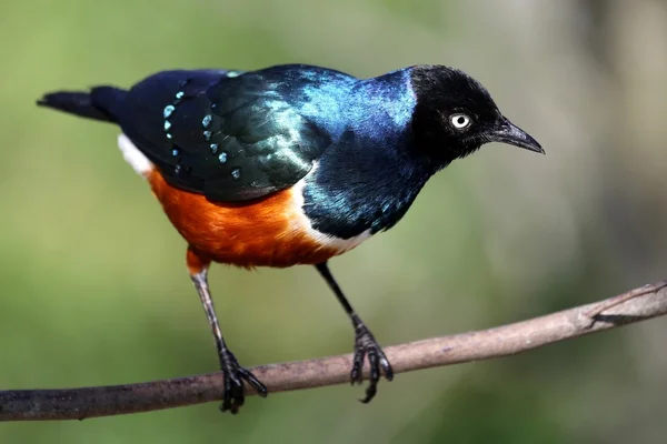 Trefärgad glansstare fågel — Stockfoto