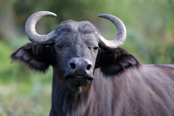 Nyfiken buffalo — Stockfoto