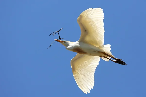 Egret voando com galho em bife — Fotografia de Stock