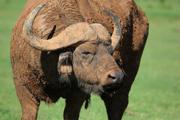 Mud Caked Cape Buffalo — Stock Photo, Image