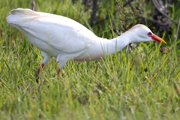 Pájaro garza bovina — Foto de Stock