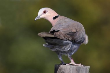 halka boyunlu ya da cape kaplumbağa dove