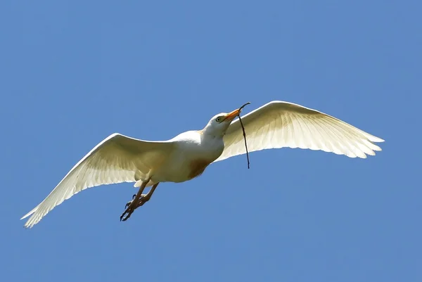 Egret Volare con ramoscello nel becco — Foto Stock