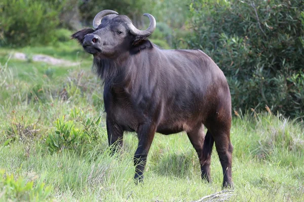 Uyarı buffalo — Stok fotoğraf