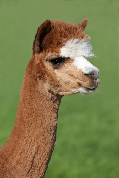 Alpaca portret — Stockfoto