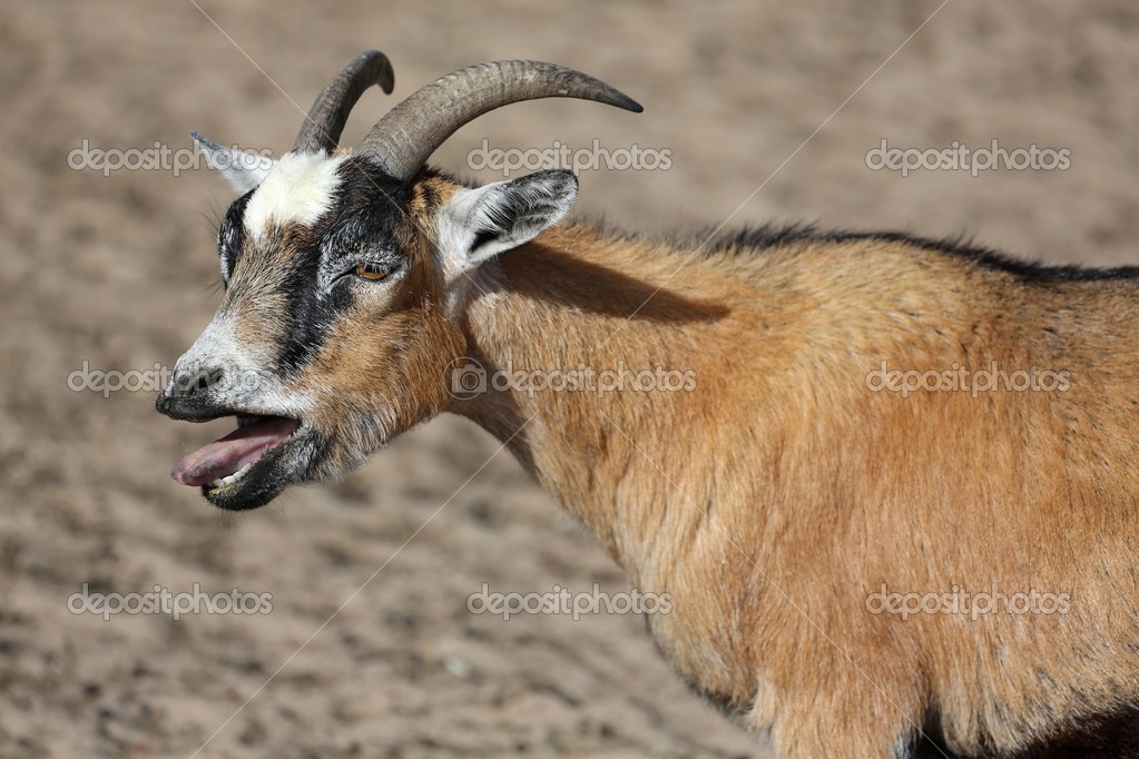 Bleating Goat Stock Photo Image By C Fouroaks Bleating Goat Stock Photo Image By C Fouroaks