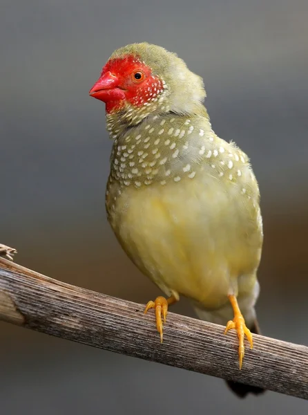 Male Star Finch Singing — Stock Photo, Image