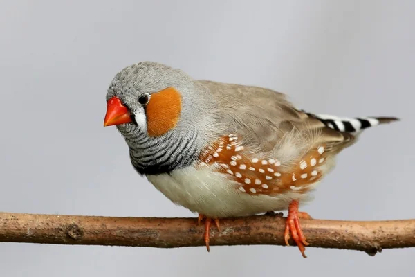 Finch zèbre mâle — Photo