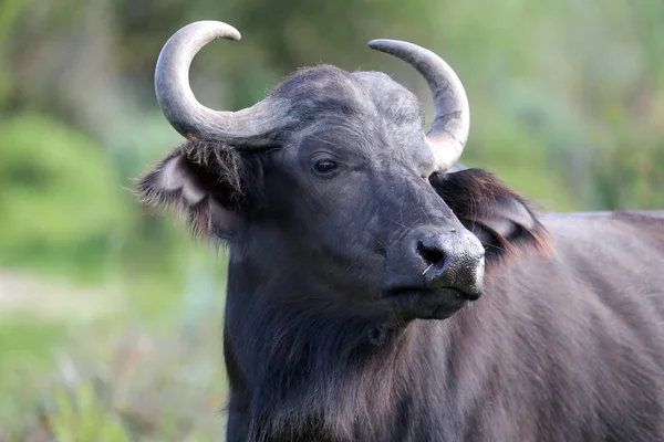Kíváncsi buffalo — Stock Fotó