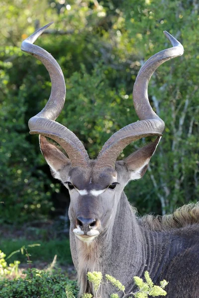 Koedoe antelope portret — Stockfoto