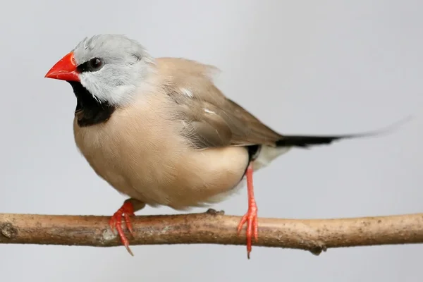 Ptak grassfinch Hecka — Zdjęcie stockowe