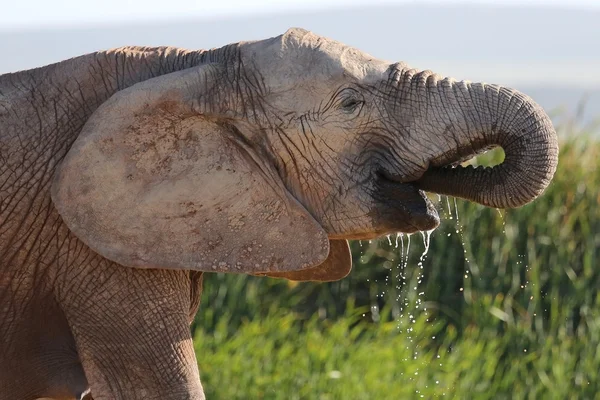 Elefante con tronco en la boca — Foto de Stock