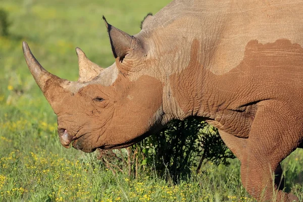 Rare Black Rhino — Stock Photo, Image