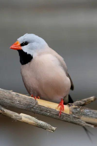 Ptak grassfinch Hecka — Zdjęcie stockowe