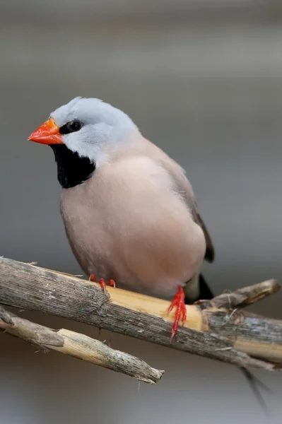 Heck's Grassfinch Bird — Stock Photo, Image