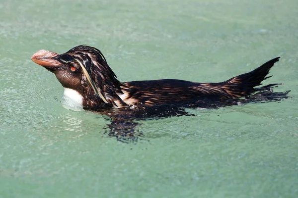 Pinguim rockhopper — Fotografia de Stock
