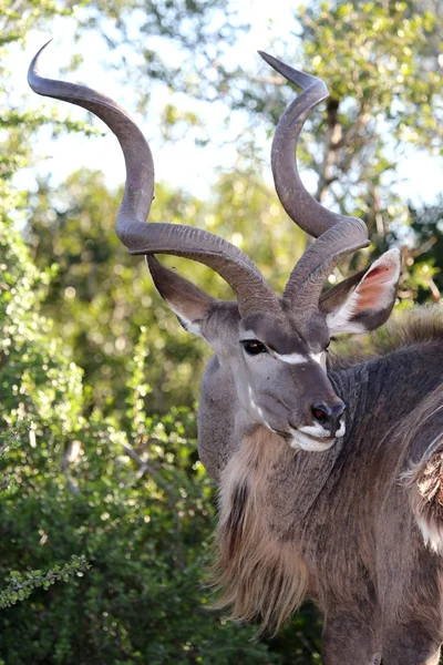 Retrato de antílope de Kudu — Foto de Stock