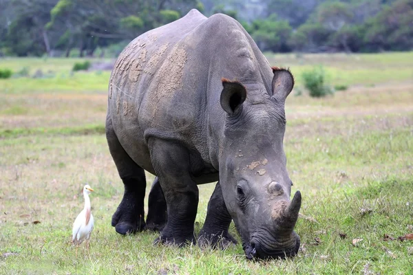 Vit rhinocerous — Stockfoto