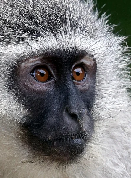 Vervet Monkey Portrait — Stock Photo, Image