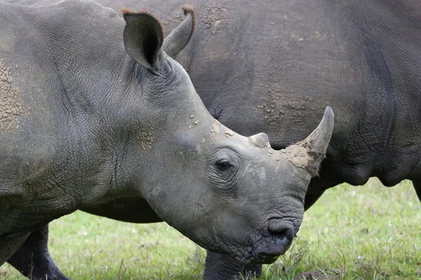 White Rhinocerous — Stock Photo, Image