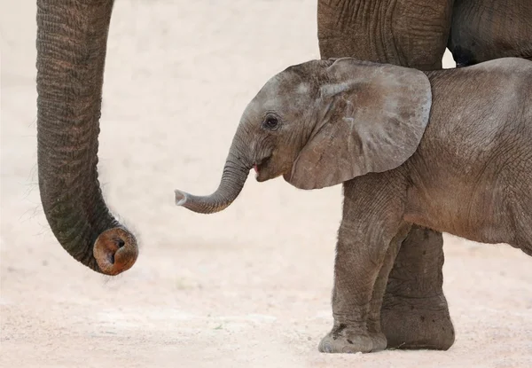 Ребенок и мама африканского слона — стоковое фото