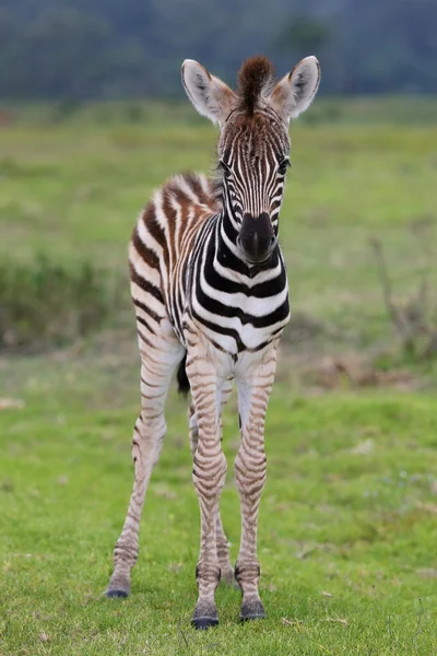 Bebé zebra — Fotografia de Stock