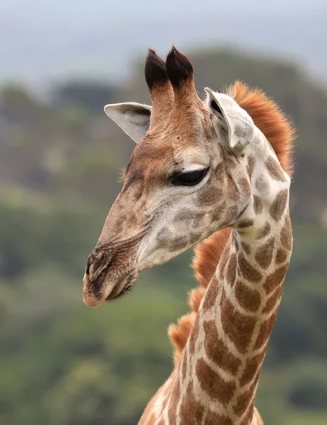 Jovem girafa — Fotografia de Stock