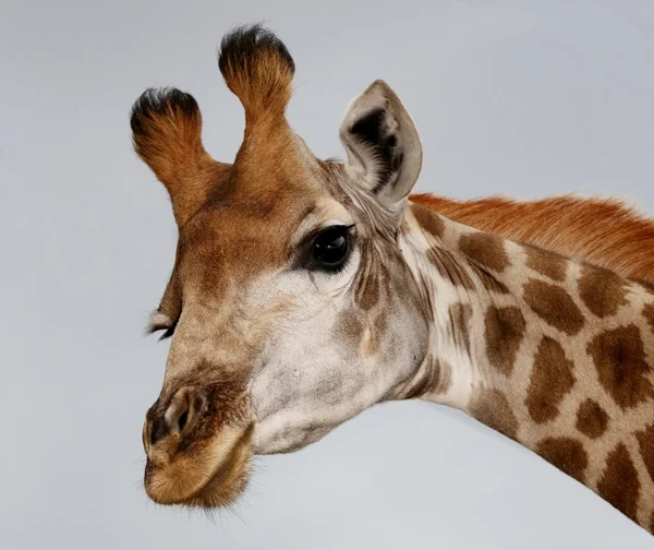 Retrato de girafa engraçado — Fotografia de Stock