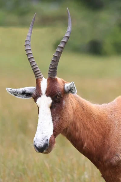 Blesbok antilop — Stok fotoğraf