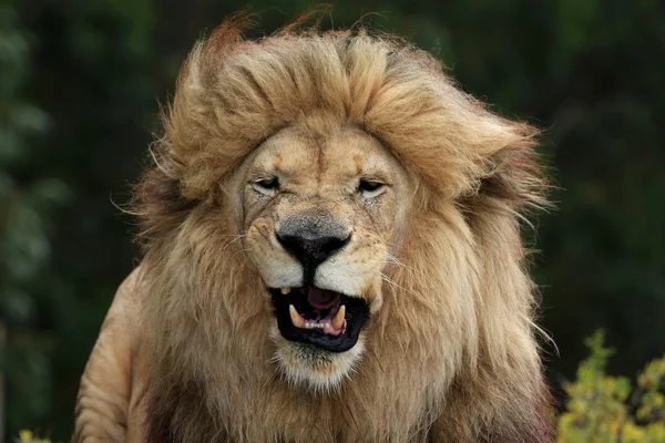 Male Lion Grimace — Stock Photo, Image