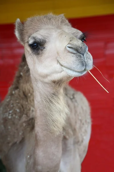 Lachende kameel — Stockfoto