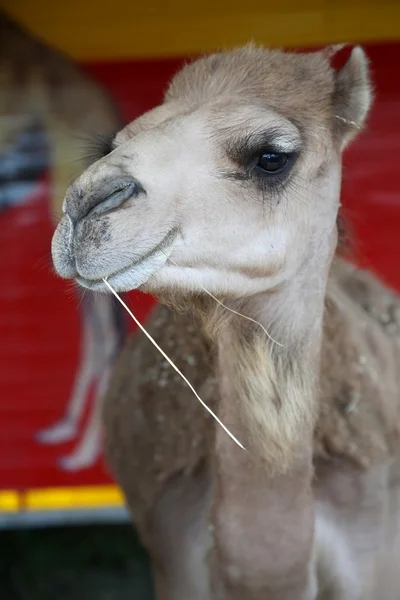 Camel Sirkus Tersenyum — Stok Foto