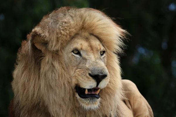 León macho — Foto de Stock