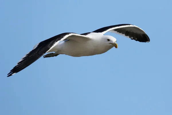 Seagull Gliding — Stock Photo, Image