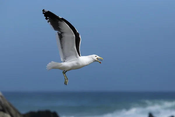 Möwen und Fische — Stockfoto