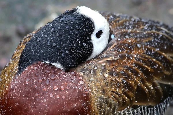 Pato de cara blanca bajo la lluvia — Foto de Stock