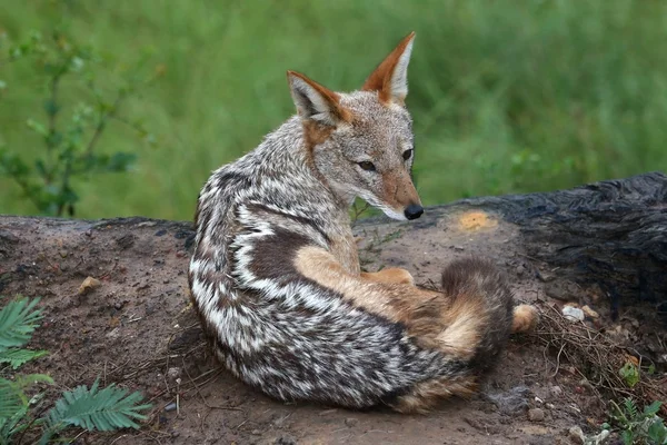 Black Backed Jackal — Stock Photo, Image