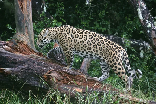 Jaguar Wild Cat — Stock Photo, Image