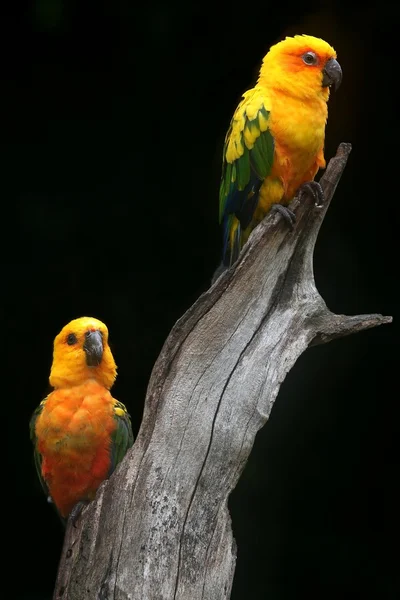 Par de papagaio puro — Fotografia de Stock